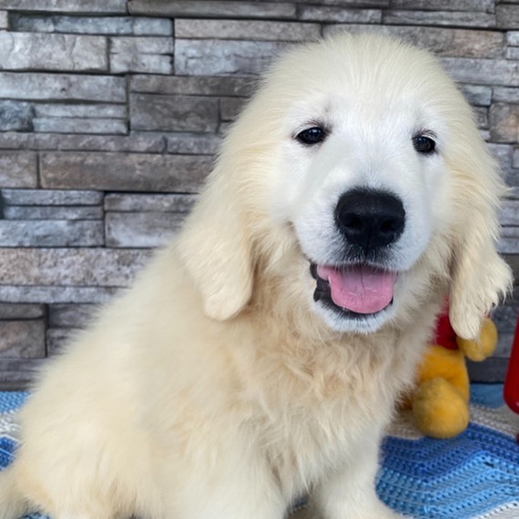 Golden_retriever_puppies_