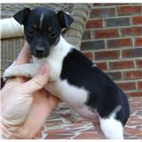 adorable jack russel puppy for adoption