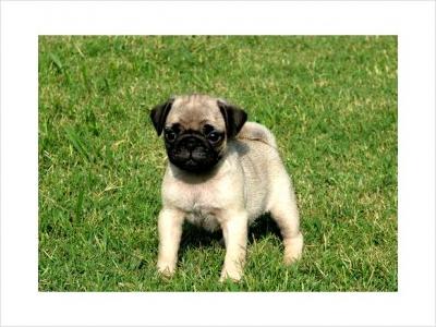 Well Trained Purebreed pug puppies available at very affordable prices