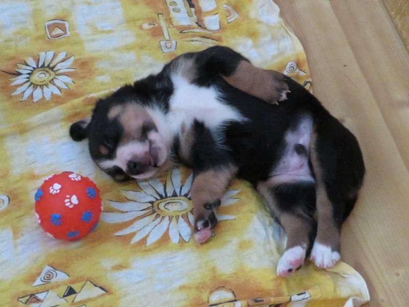 Greater Swiss Mountain Dog