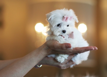 Charming MALTESE puppies AVAILABLE 
