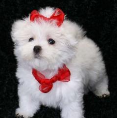 Teacup Maltese puppies For Adoption