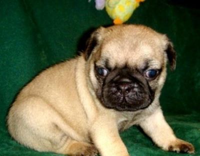 cute and lovely pug puppies for sale 