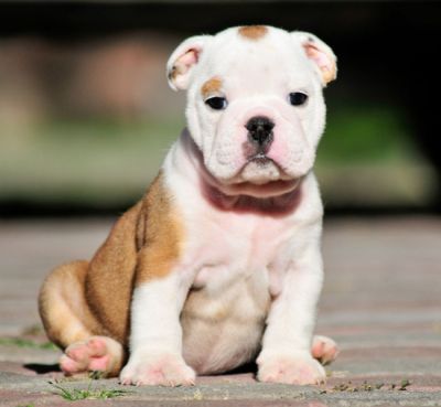 6 Week Urgent Adoption English bulldog puppy for adoption
