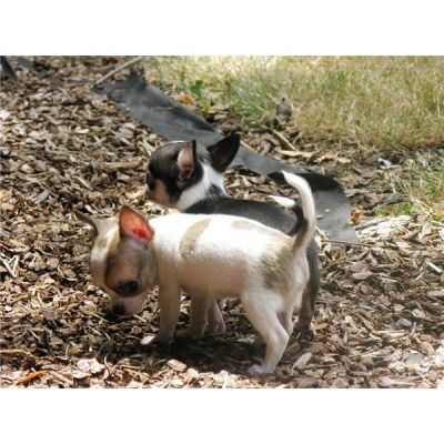 chihuahua puppies needs new home