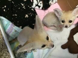 Gorgeous And Lovely Fennec Fox