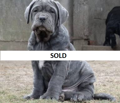 Buy Purebred Neapolitan mastiff puppy