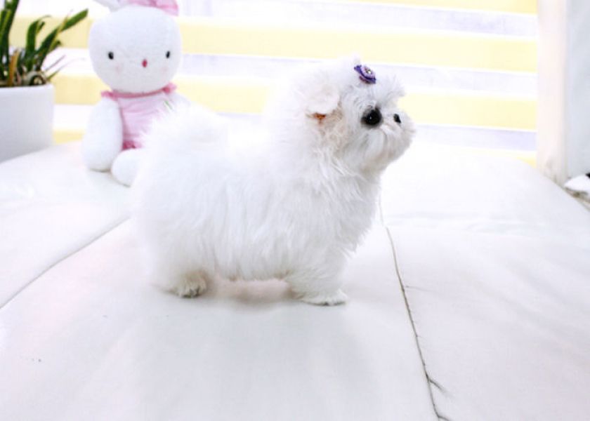 Friendly Teacup  Maltese puppies for sale