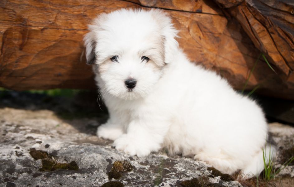 Wonderful Coton de Tuléar Male with FCI pedigree