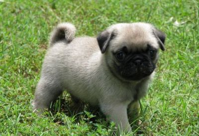Male and Female Pug Puppies