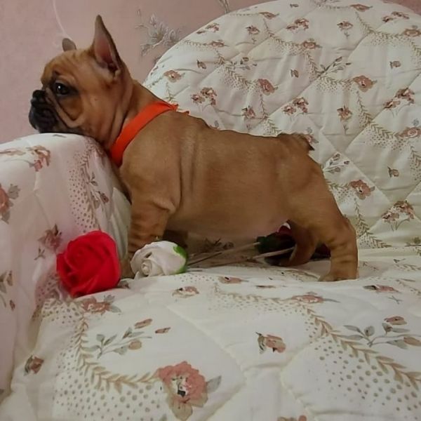 French bulldog puppy available 