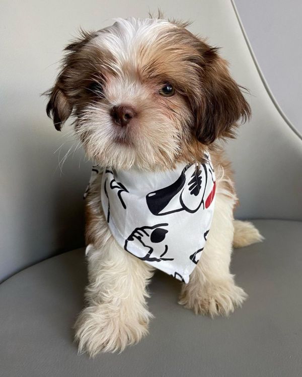 Teacupshihtzupuppiesavailable for adoption