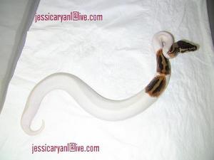 cute and Adorable piebald,albino and ball pythons now available For Adoption