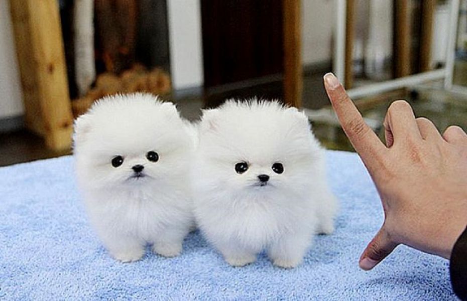 Adorable Pedigree Pomeranian Puppies