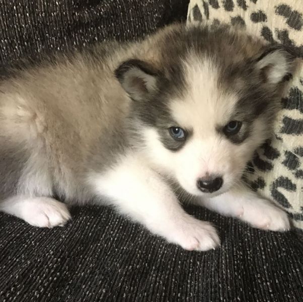 Siberian Huskey Puppies Ready Now.