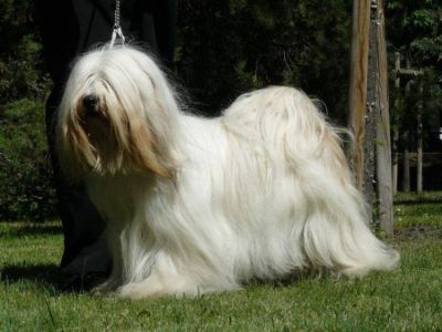 TIBETAN TERRIER puppies only with pedigree