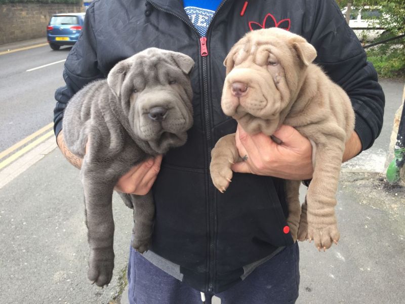 Exceptional Pedigree Shar Pei Puppies