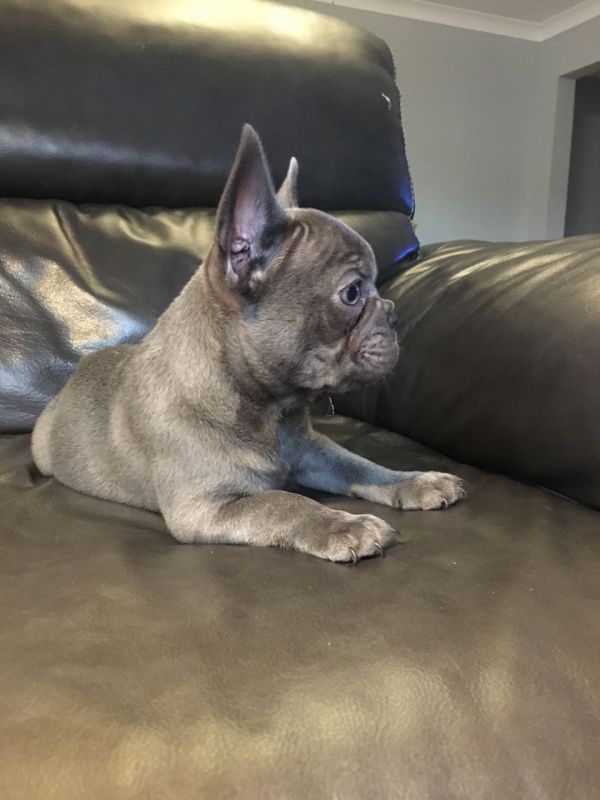 Stunning Quality Blue French Bulldog & Quads Ready Now!