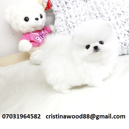 Tiny small genuine teacup Pomeranian In lovely