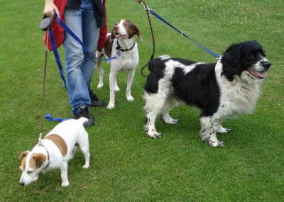 Enfield and Chingford Dog Walker, Pet Sitter, Dog Day Care and more!