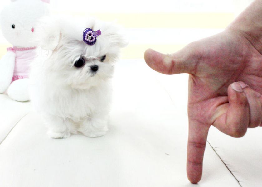 Energy teacup maltese