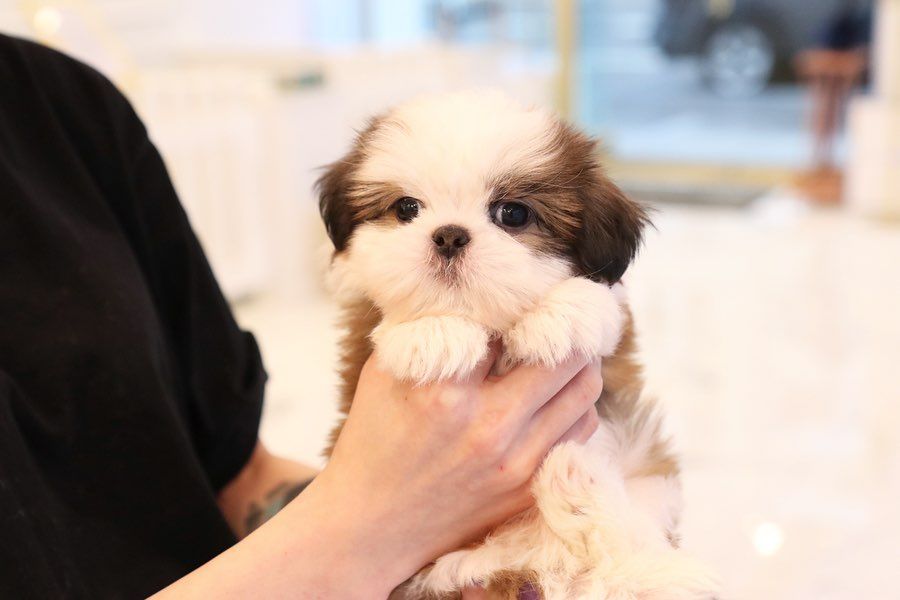 Teacupshihtzupuppiesavailable for adoption