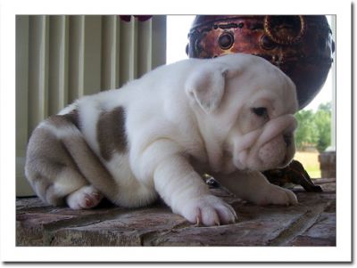 Super Cute English bulldog puppy for Free Adoption
