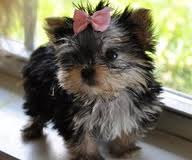 Outstanding Teacup Yorkie Puppies For Adoption