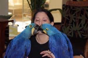 Hyacinth macaw parrots for sale 
