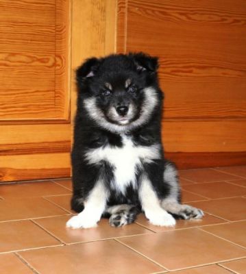 Hopeful cuddly dog Finnish Lapphund (Lapinkoira)