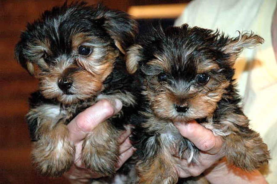 teacup Yorkie puppies ready to go