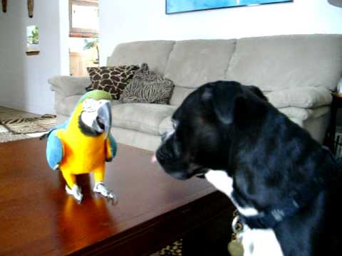 Talking Pair of Blue and Gold Macaw Parrots for sale to a good pet loving home,