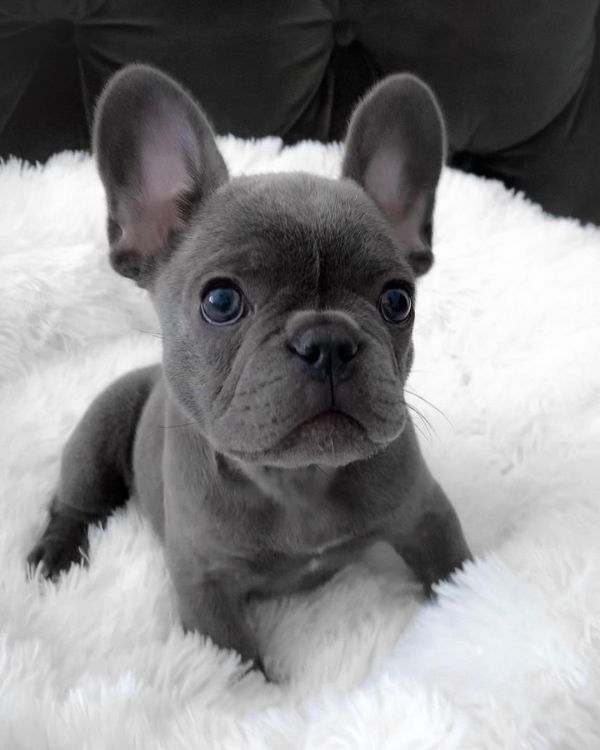 Frenchies for sale 