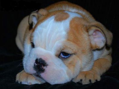 TWO ENGLISH  BULLDOG  PUPPIES FOR ADOPTION