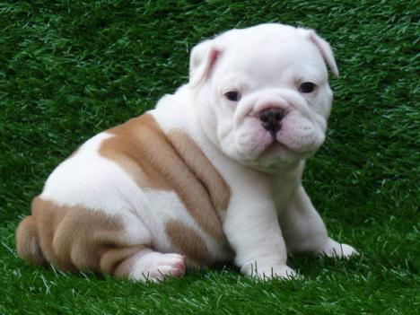 lovely and beautiful English Bulldog puppies for adoption