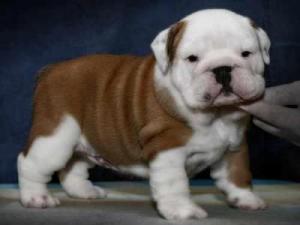 Two Cute English Bulldog Puppies for Free Adoption.