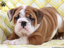 Cute English Bulldog puppies