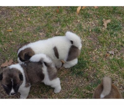 New litter of Akita Puppies
