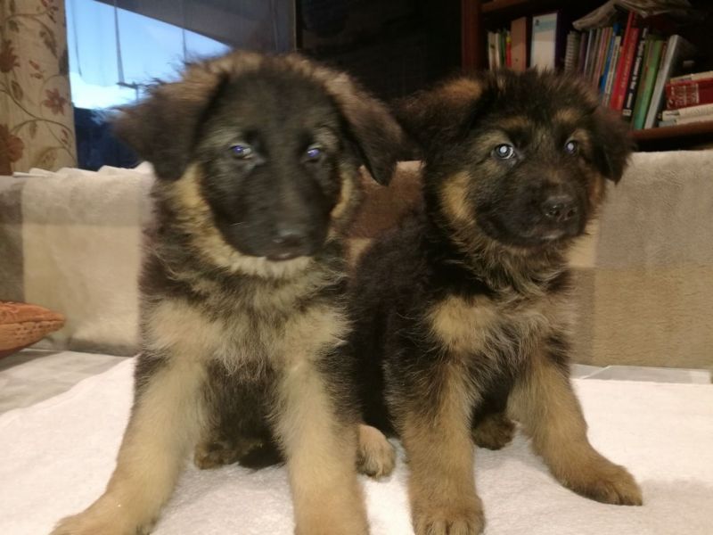 German Shepherd Puppies Bobtail And Tailed For Sale