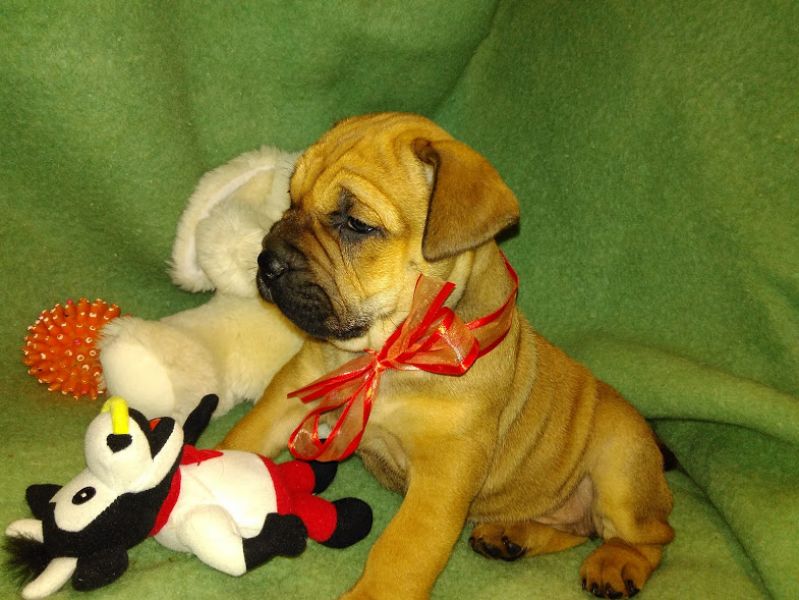 Ca de Bou, Perro de Presa Mallorquin, Mallorquin Mastiff