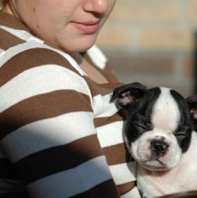 Pure breed Boston Terrier puppies for sale