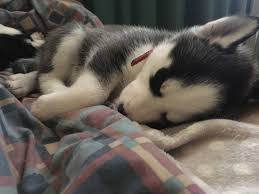 Blue Eyes Siberian Husky Puppies  on  Adoption.