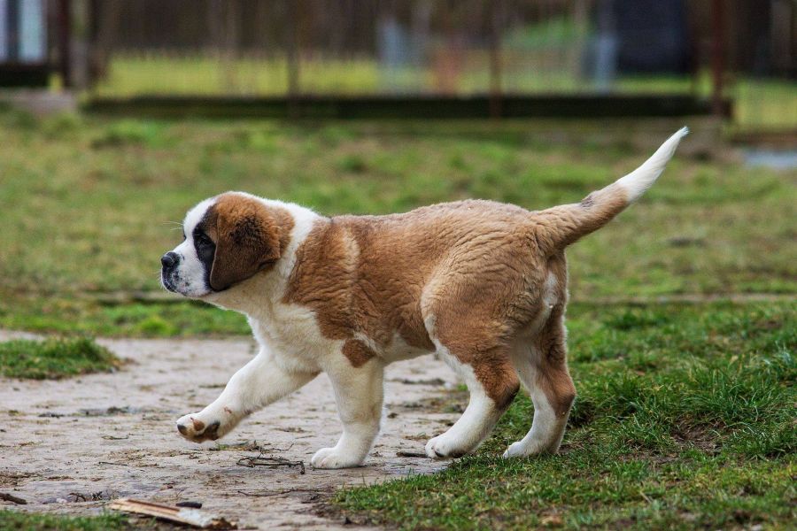 St. Bernard dog
