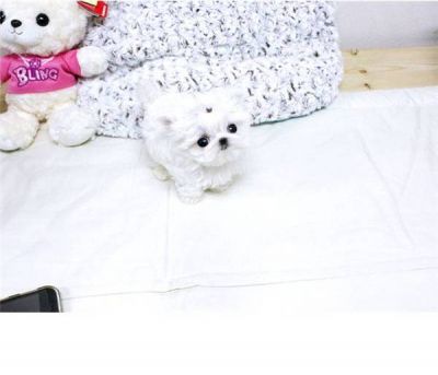  X-Mas Tiny Teacup baby face Maltese puppies available and Ready For New Home....