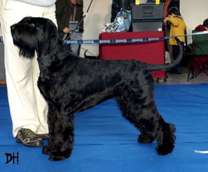 Kennel Tender Savage – FCI Puppies Black Giant Schnauzer