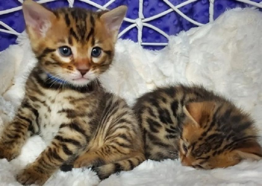 Bengal Kittens Available