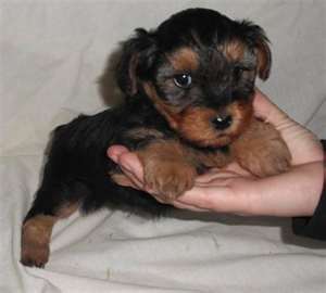 male and female adorable teacup yorkies puppies for adoption