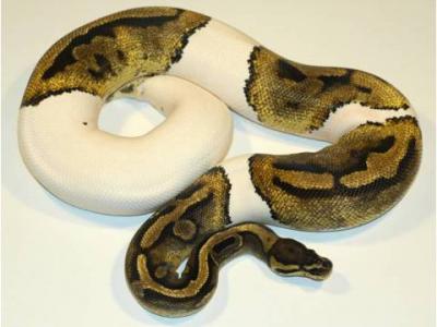 cute and adorable male and female king-snake Ball ,Piebald and Albino pythons for adoption