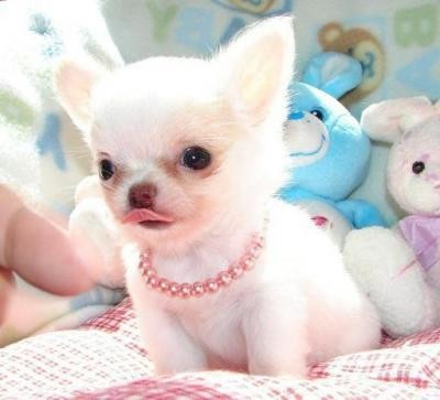 Adorable Chihuahua puppies for Adoption