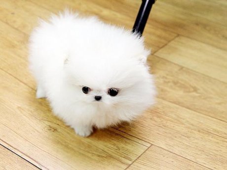 Pomeranian Puppies For Adoption.